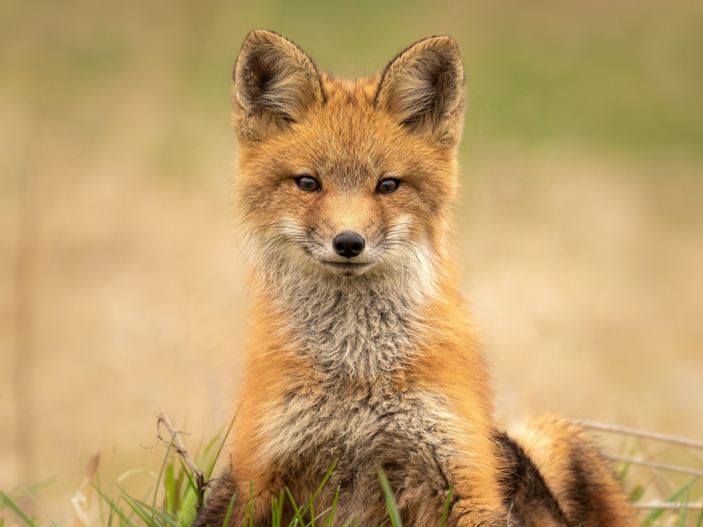 blandford fox predators