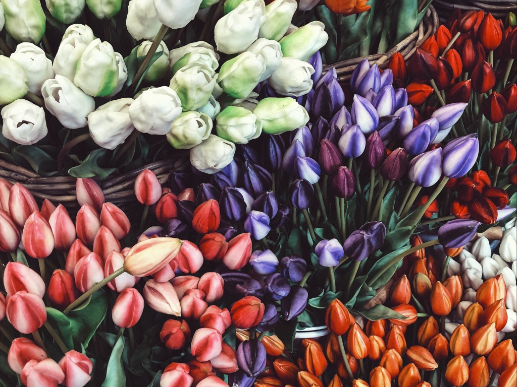 Wallpaper tulips colorful, tulips, flower market desktop wallpaper, hd