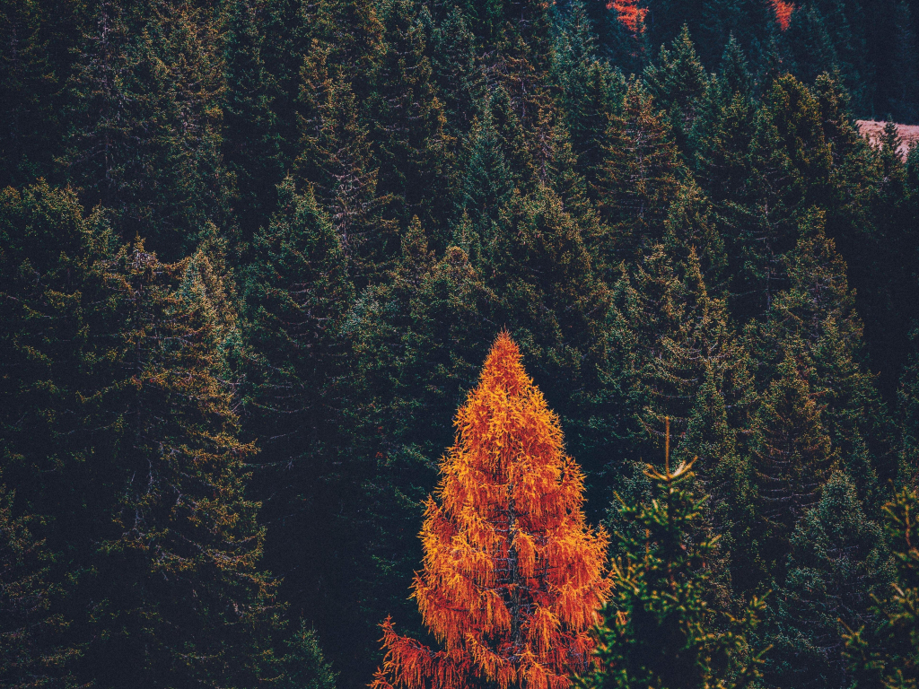 Wallpaper pine forest, tree, fall, nature desktop wallpaper, hd image,  picture, background, 9e5e0f | wallpapersmug