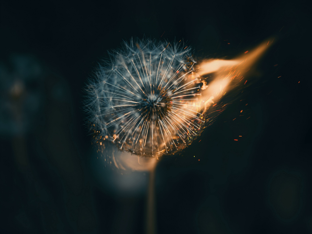 Wallpaper taraxacum erythrospermum, flower, fluffy, close up desktop