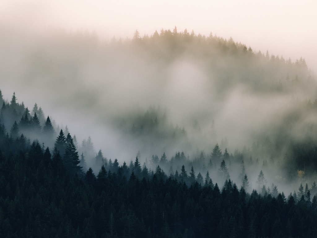Mist, fog, pine trees, nature wallpaper, hd image, picture, background ...