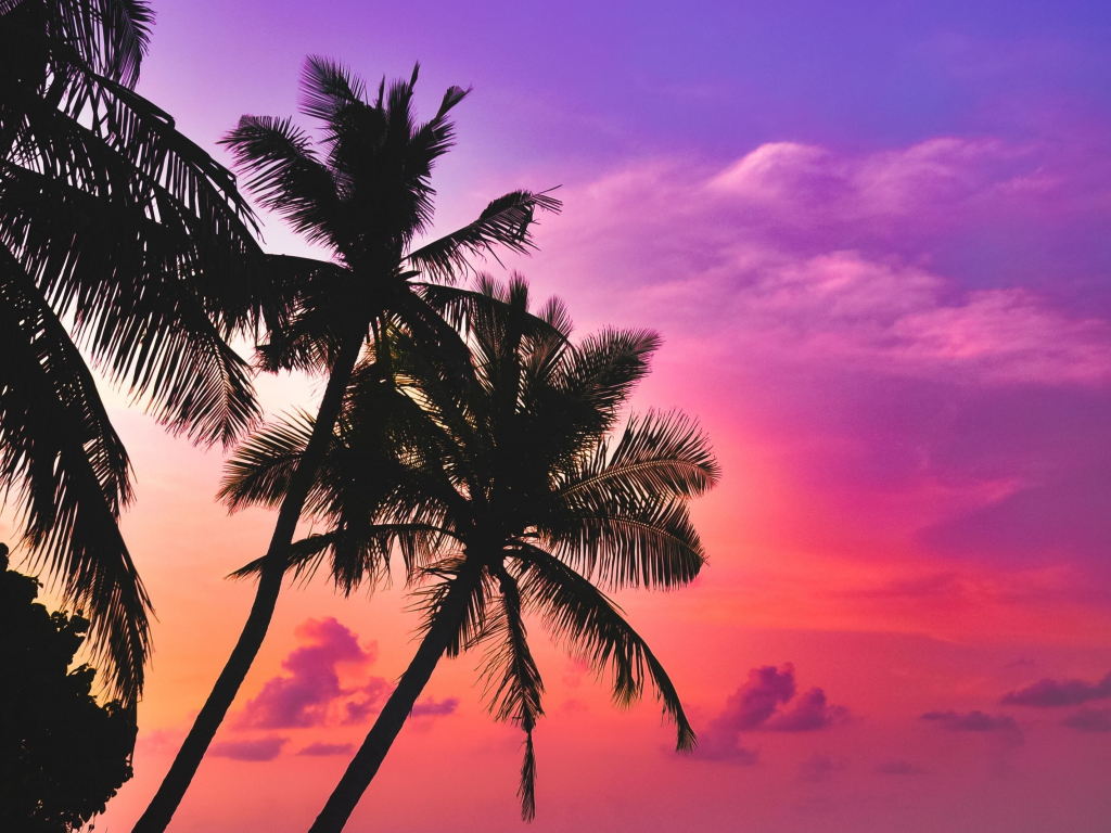 Tropical Sunset Wallpapers 37 Wallpapers  Adorable Wallpapers  Palm  tree sunset Sunset nature Beach sunset wallpaper