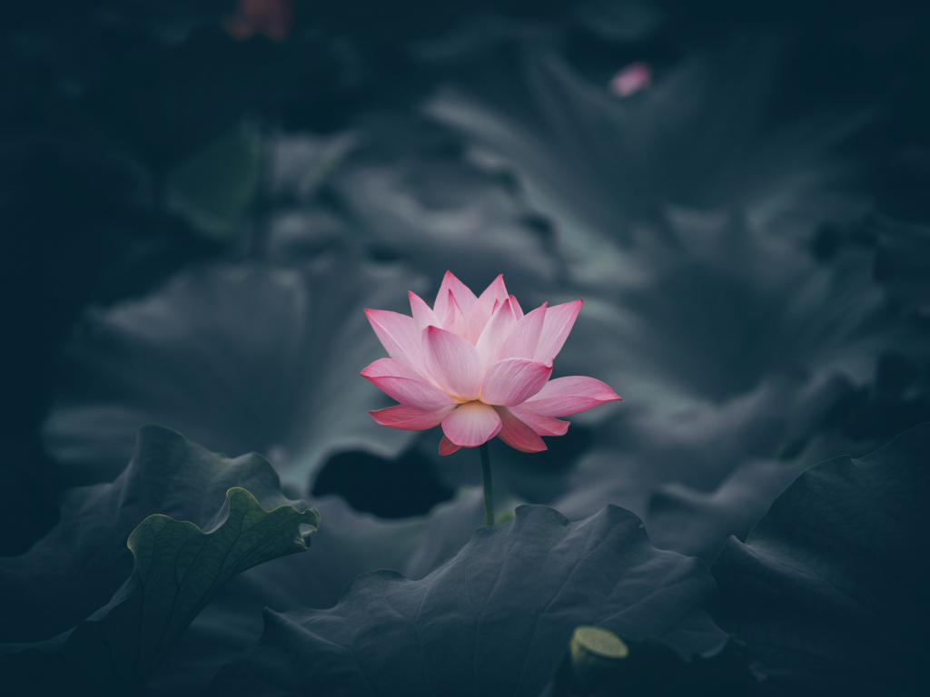 Lotus Flower White Background Wallpaper Image For Free Download - Pngtree