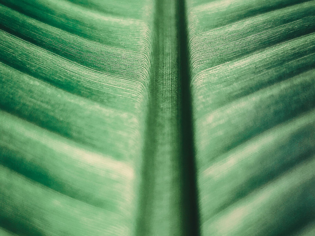 Wallpaper big green leaf, texture, nature desktop wallpaper, hd image ...