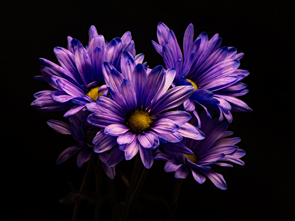 Violet flower, chrysanthemum, flower wallpaper, hd image, picture ...