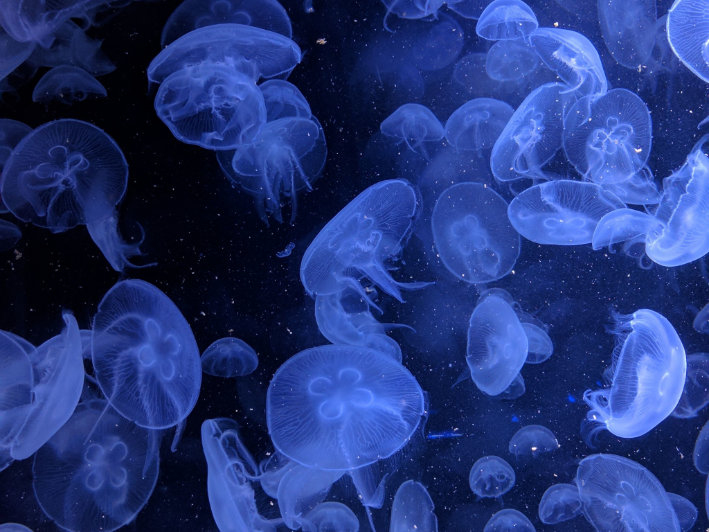 Jellyfish Wallpaper 4K, Purple background, Sea Life