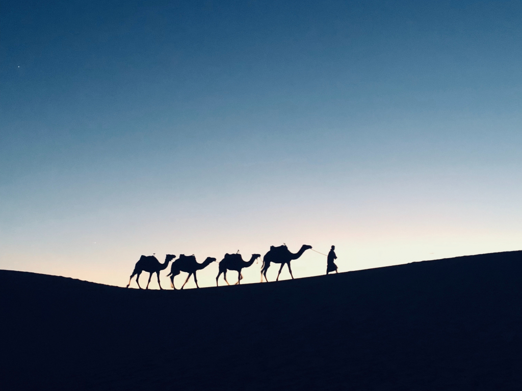 Silhouette, sunset, camel, Morocco, 1024x768 wallpaper