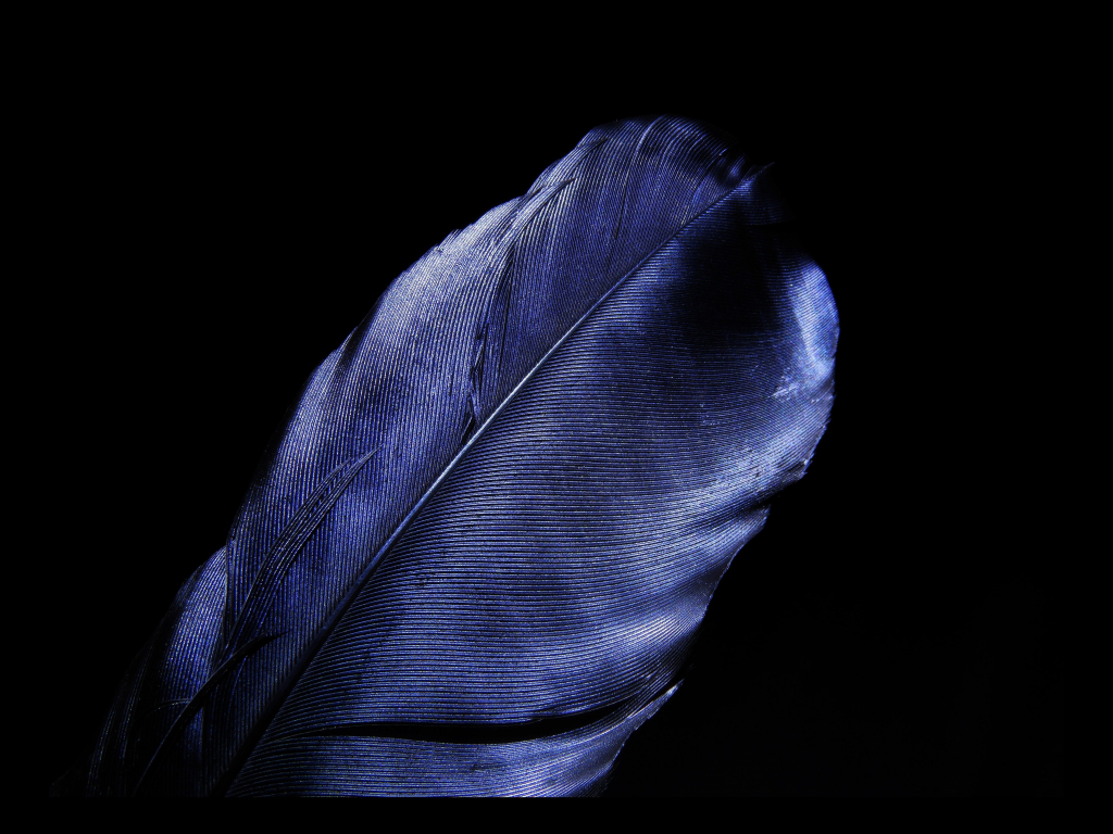 Wallpaper leaf, feather, blue, dark black desktop wallpaper, hd image ...