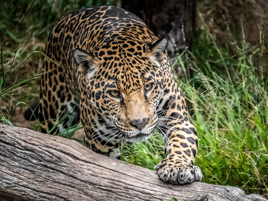 Desktop Wallpaper Jaguar Wild Cat Predator Wild Hd Image Picture
