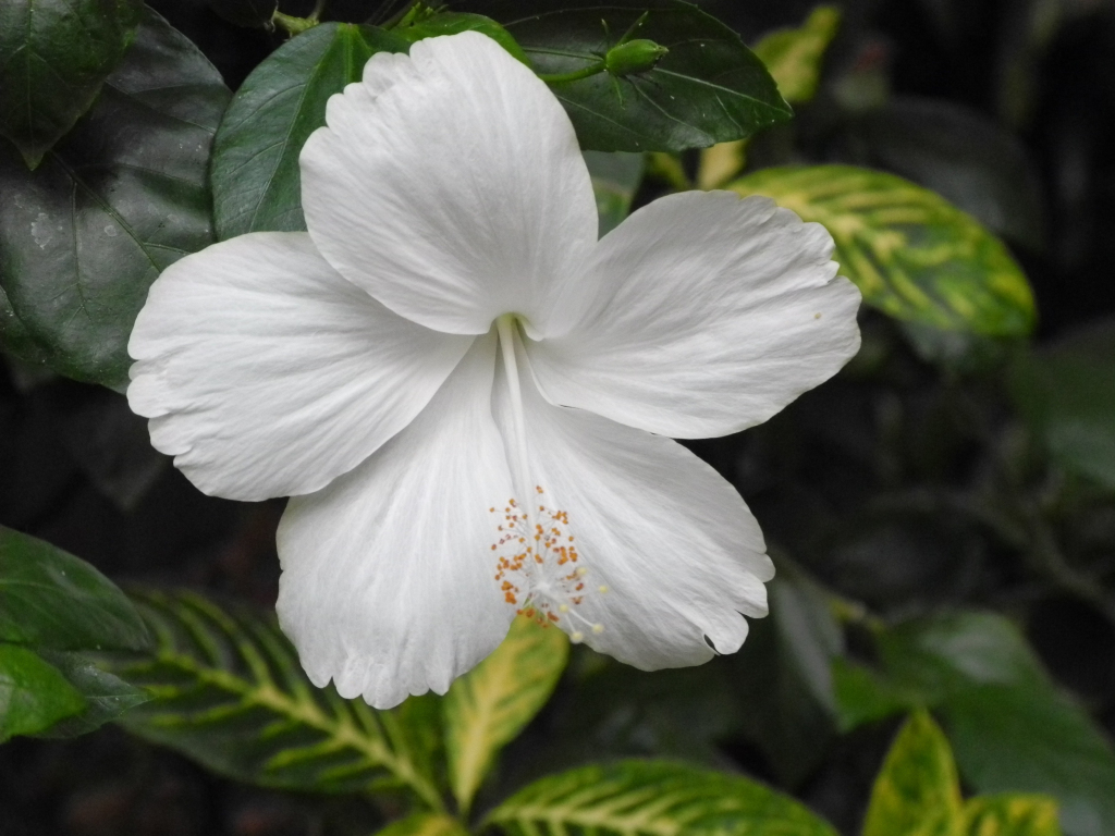 Wallpaper white hibiscus, flowers, bloom, close up desktop wallpaper ...