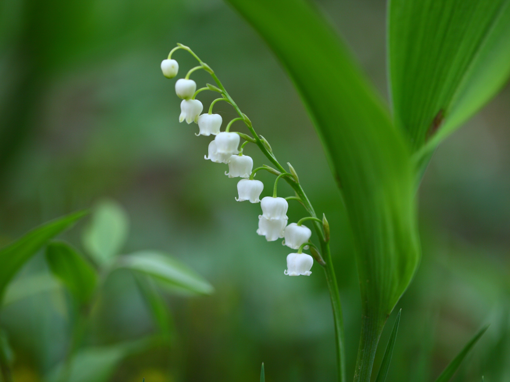 Wallpaper bell flowers, white, grass, spring desktop wallpaper, hd ...