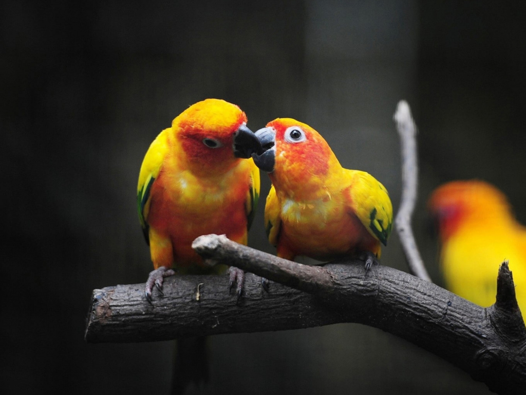 Desktop Wallpaper Parrot Pair Kiss Birds Hd Image Picture
