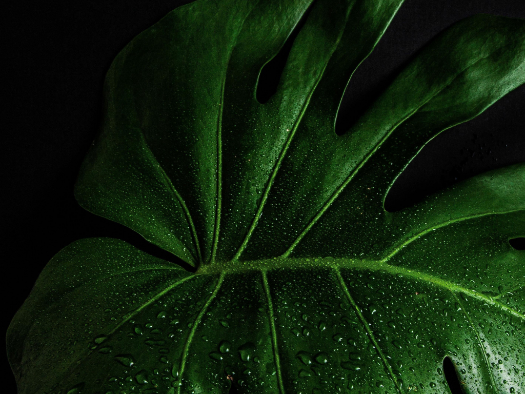 Desktop wallpaper monstera deliciosa, close up, leaf, hd image, picture