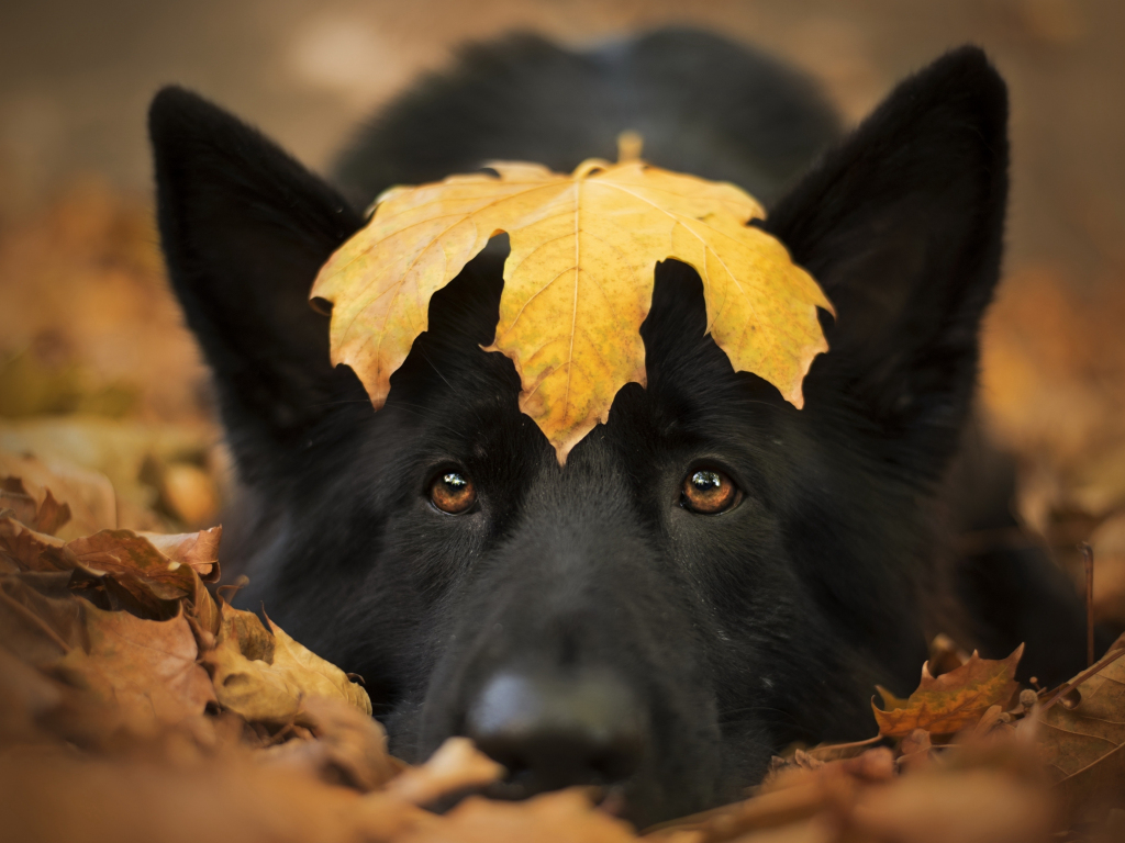 Dog and autumn, cute stare, close up, 1024x768 wallpaper