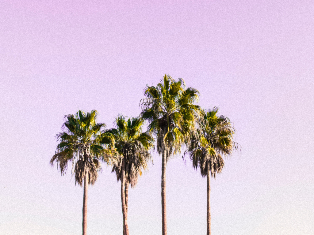 Wallpaper sky and palm trees, minimal desktop wallpaper, hd image ...