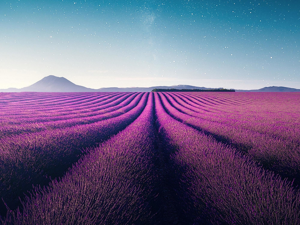 Wallpaper farm, violet flowers, landscape, lavender, nature desktop  wallpaper, hd image, picture, background, e18b65 | wallpapersmug