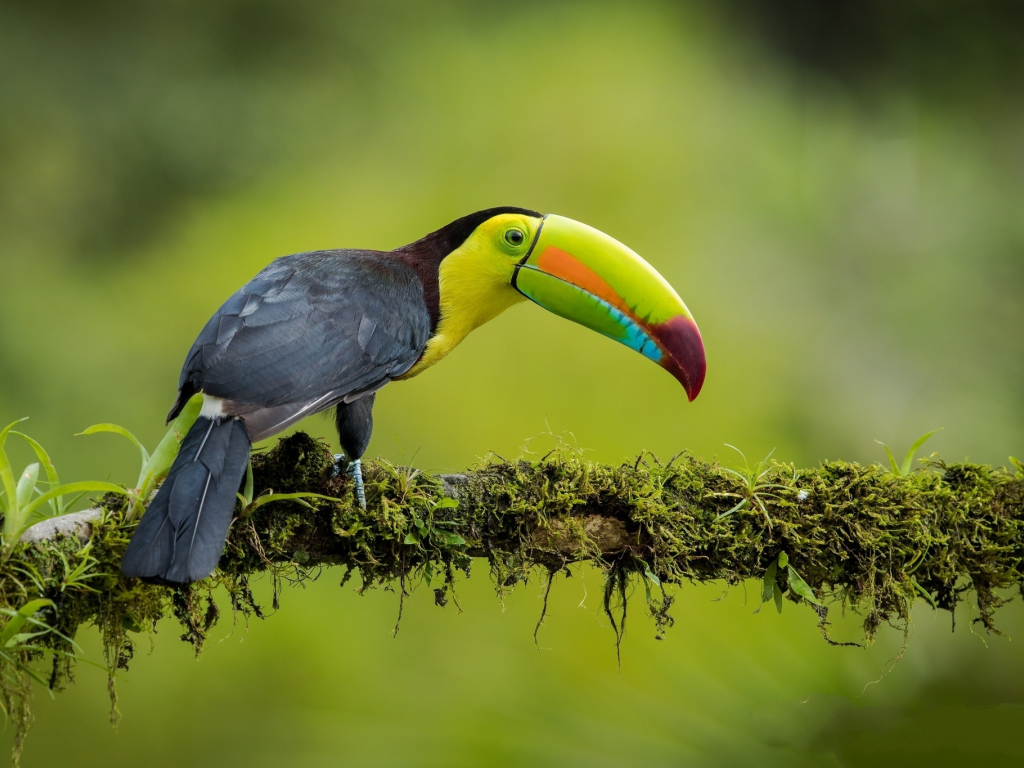 Toucan Colorful Beak Bird Wallpaper Hd Image Picture Background
