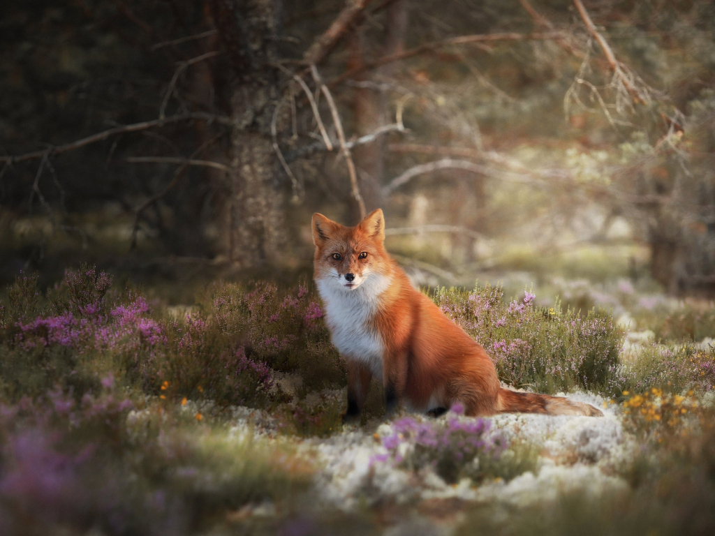 Desktop Wallpaper Wildlife Meadow Red Fox Animal Hd Image Picture