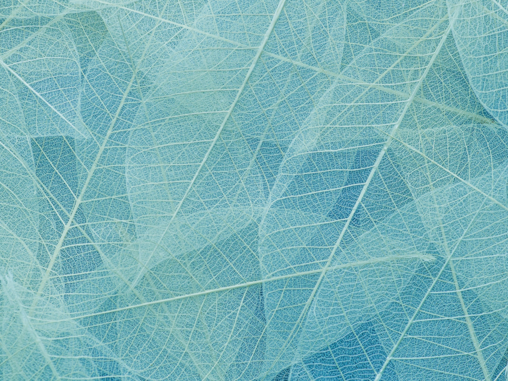 Desktop wallpaper blue leaves, close up, hd image, picture, background