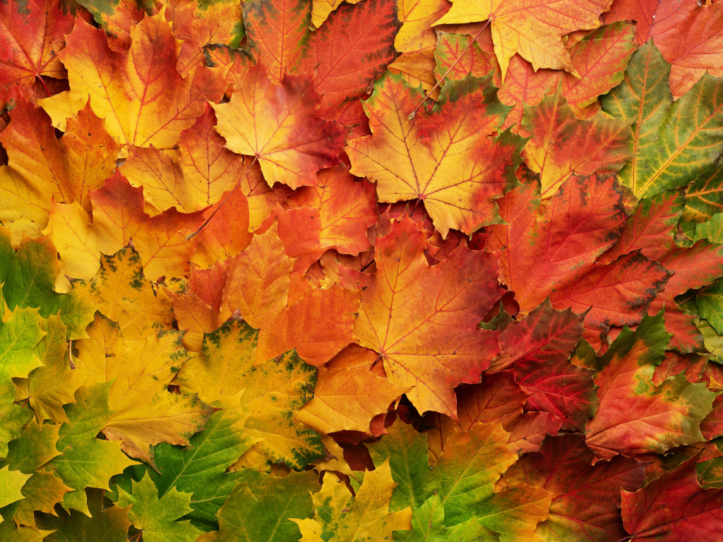 Wallpaper autumn, leaf, colored desktop wallpaper, hd image, picture ...