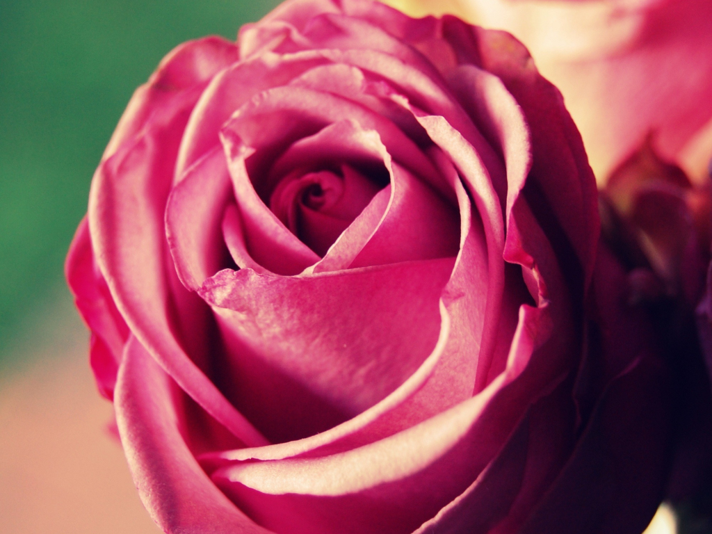 Wallpaper lovely rose, pink flower, close up, bloom desktop wallpaper ...