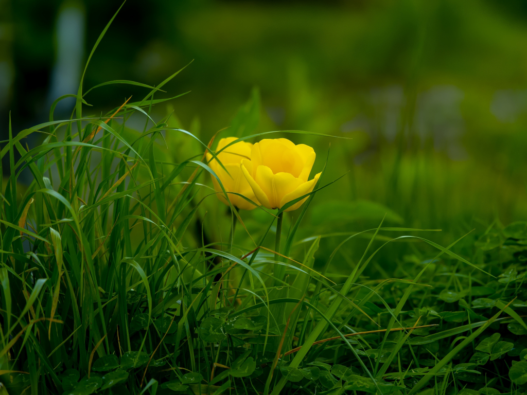 Wallpaper grass, yellow tulips, bloom desktop wallpaper, hd image, picture,  background, e9dfbd | wallpapersmug