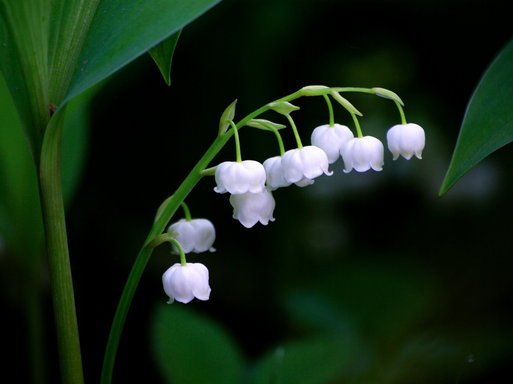 Wallpaper bellflowers, white, blur, spring desktop wallpaper, hd image ...