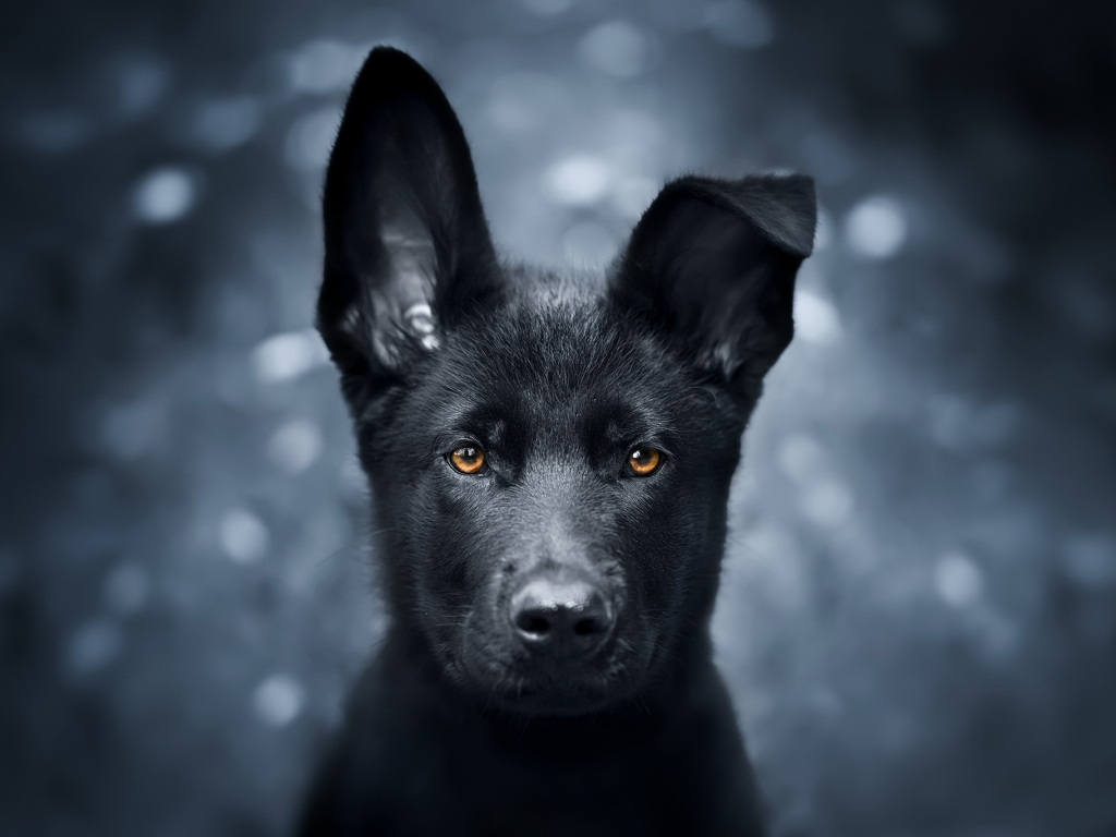 Download 1920x1080 Wallpaper German Shepherd Puppy Dog Animal Sitting  Full Hd Hdtv Fhd 1080p 1920x1080 Hd Image Background 13960