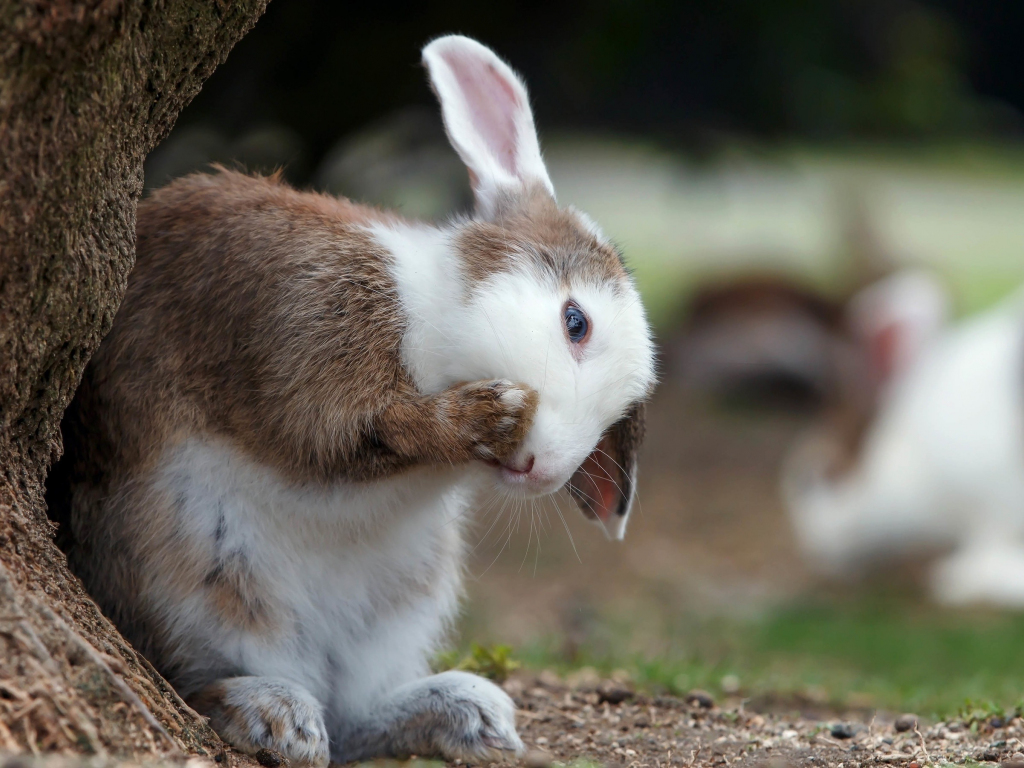 Wallpaper cute bunny, pet rabbit, animal desktop wallpaper, hd image,  picture, background, f582f6 | wallpapersmug
