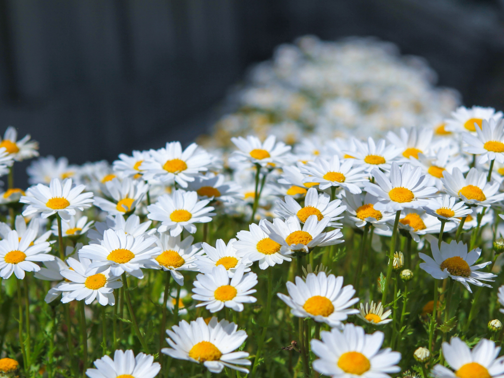 Meadow, spring, flowers, white daisy, 1024x768 wallpaper