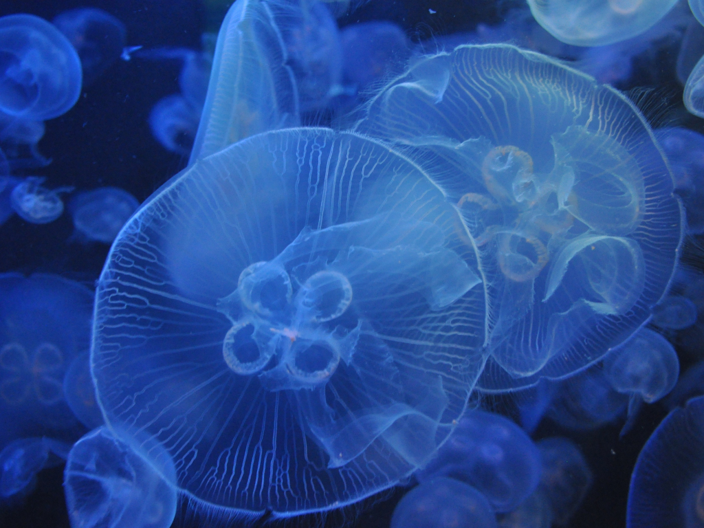 Wallpaper underwater, blue, jellyfishes desktop wallpaper, hd image ...