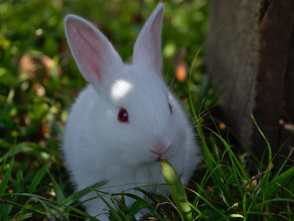 Little White Rabbit Background Images, HD Pictures and Wallpaper For Free  Download | Pngtree