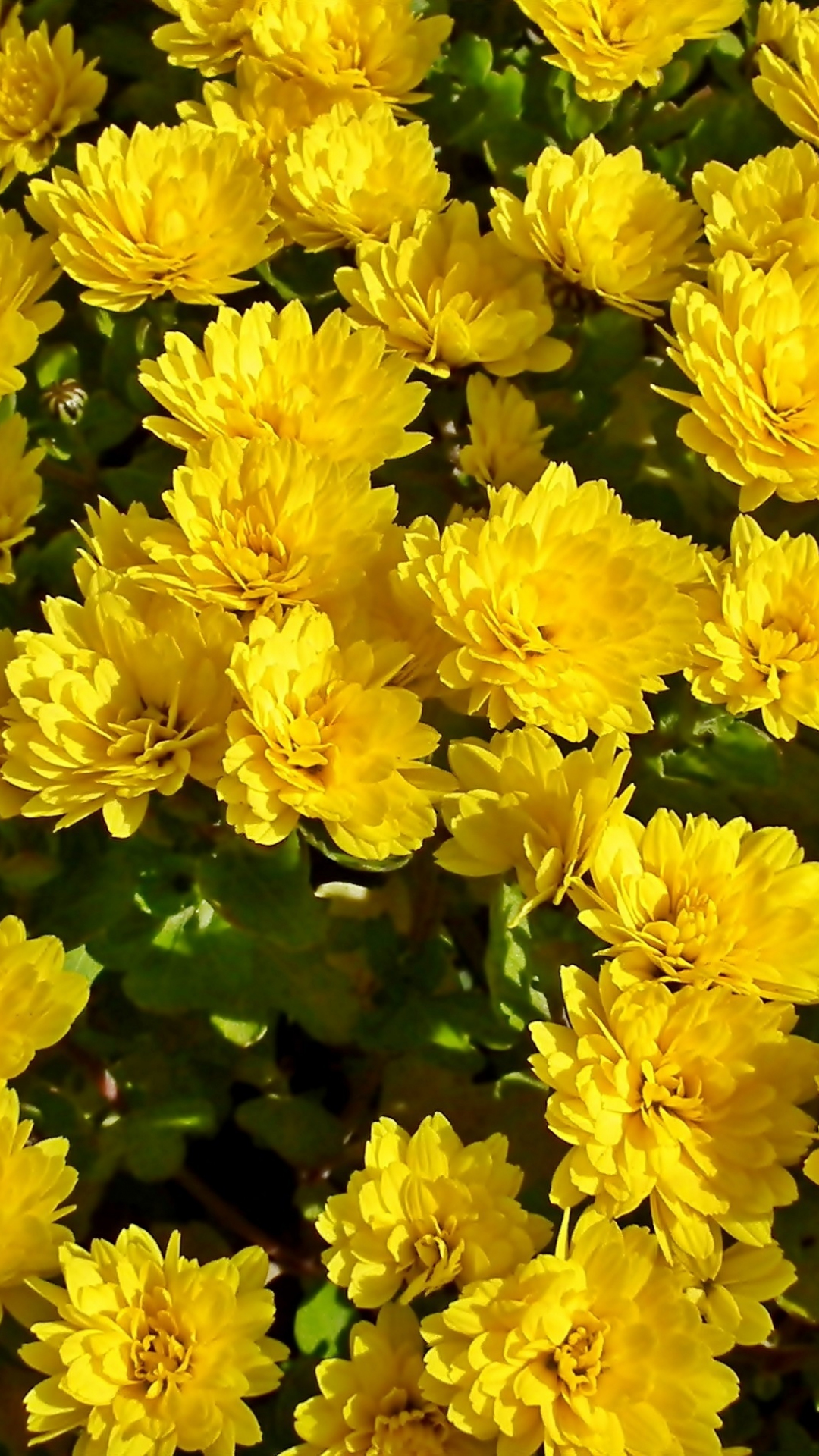 Download 1080x1920 wallpaper chrysanthemum, yellow flowers, bloom