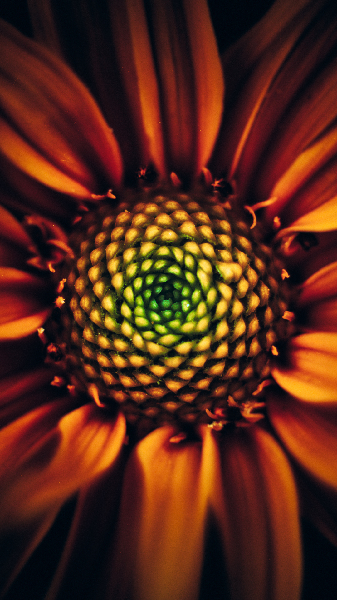 Sunflower, bloom, close up , 1080x1920 wallpaper