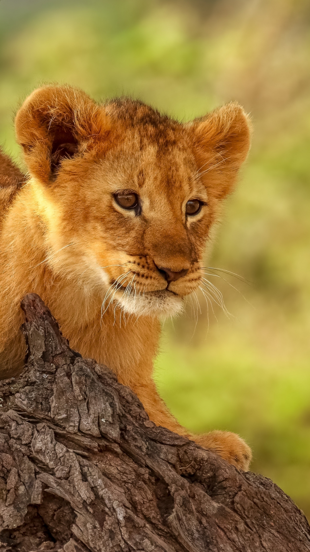 Download wallpaper 1080x1920 lion cub, cute, animal, 1080p ...