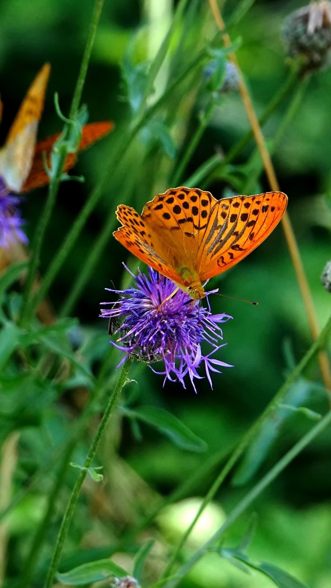 Download 1080x19 Wallpaper Orange Butterfly Insects Meadow Spring Samsung Galaxy S4 S5 Note Sony Xperia Z Z1 Z2 Z3 Htc One Lenovo Vibe Google Pixel 2 Oneplus 5 Honor 9 Xiaomi Redmi