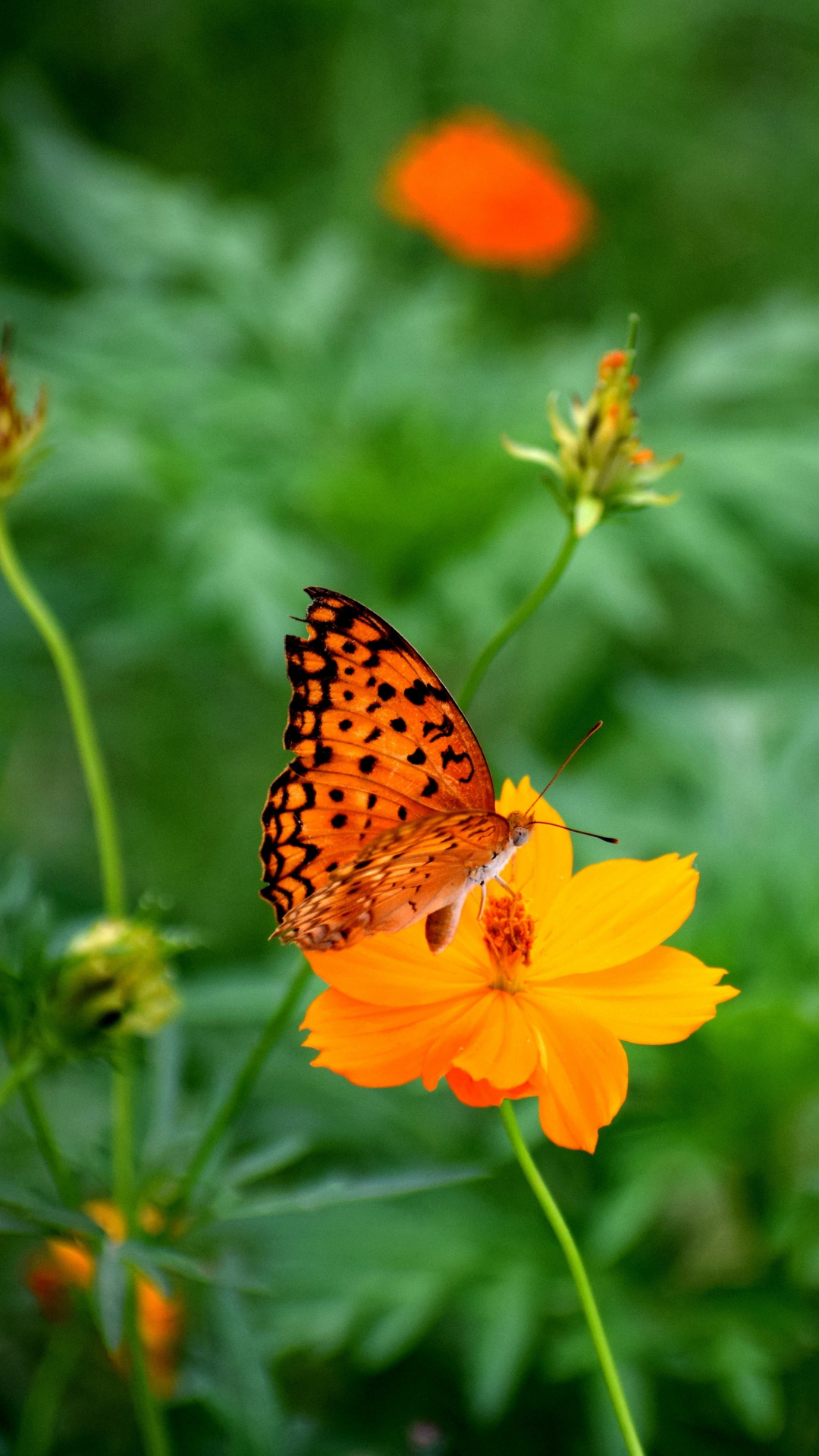 Download Nature Butterfly Blur Insect Flowers 1080x1920 Wallpaper 1080p Wallpaper Samsung Galaxy S4 S5 Note Sony Xperia Z Z1 Z2 Z3 Htc One Lenovo Vibe Google Pixel 2 Oneplus 5 Honor 9