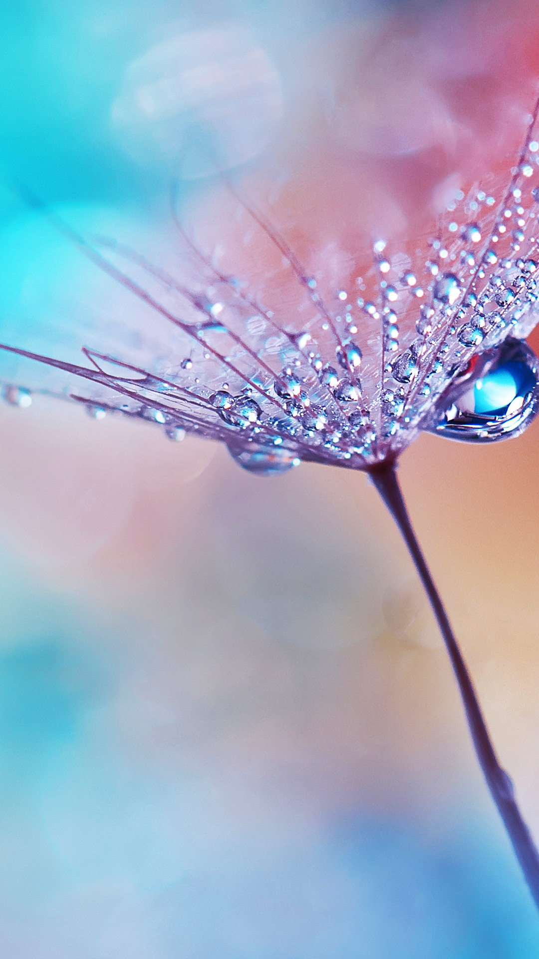 Download dew drops, flower, macro, huawei mediapad 1080x1920 wallpaper ...