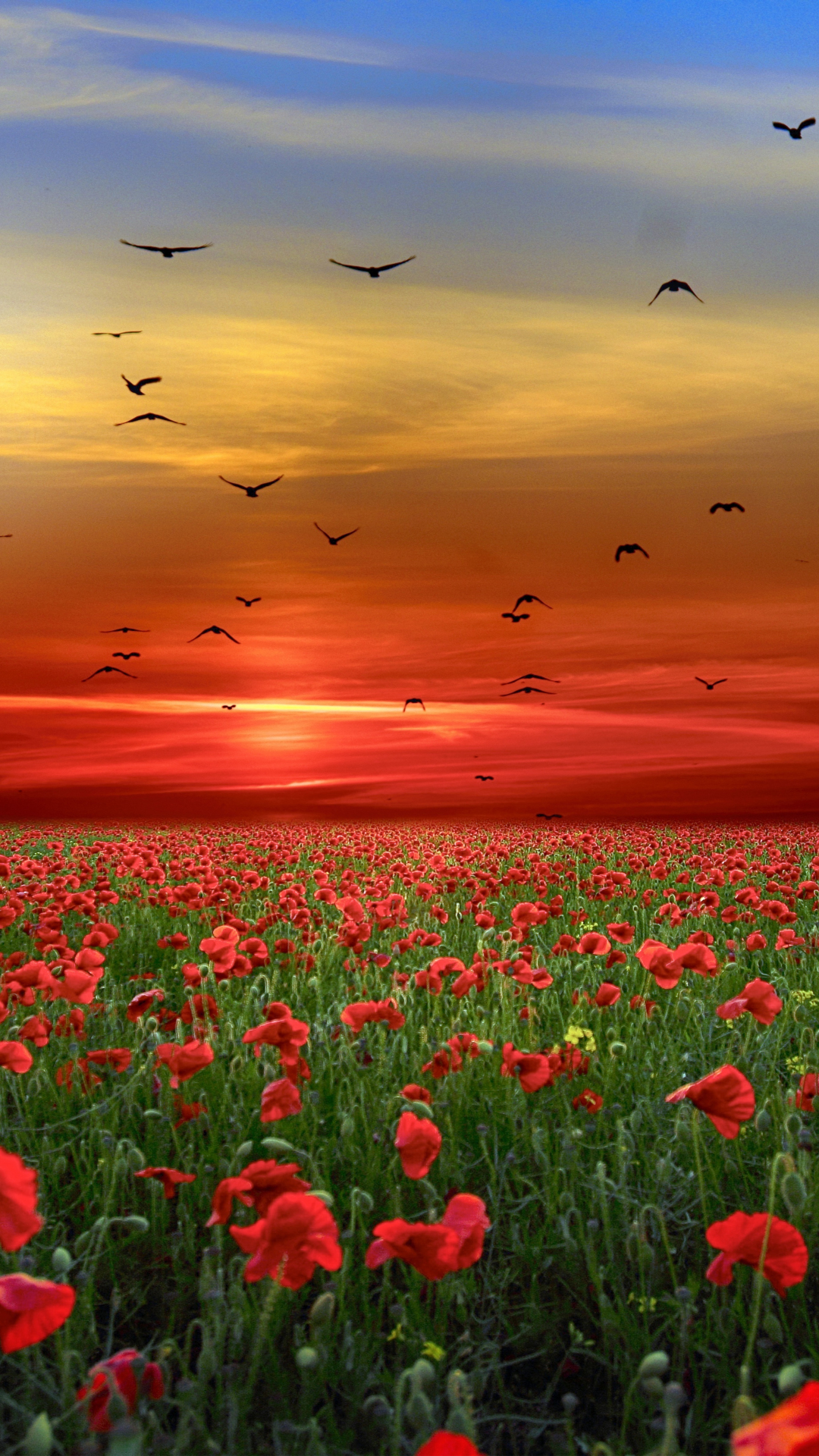 Download 1080x1920 wallpaper landscape, poppy farm, sunset, samsung