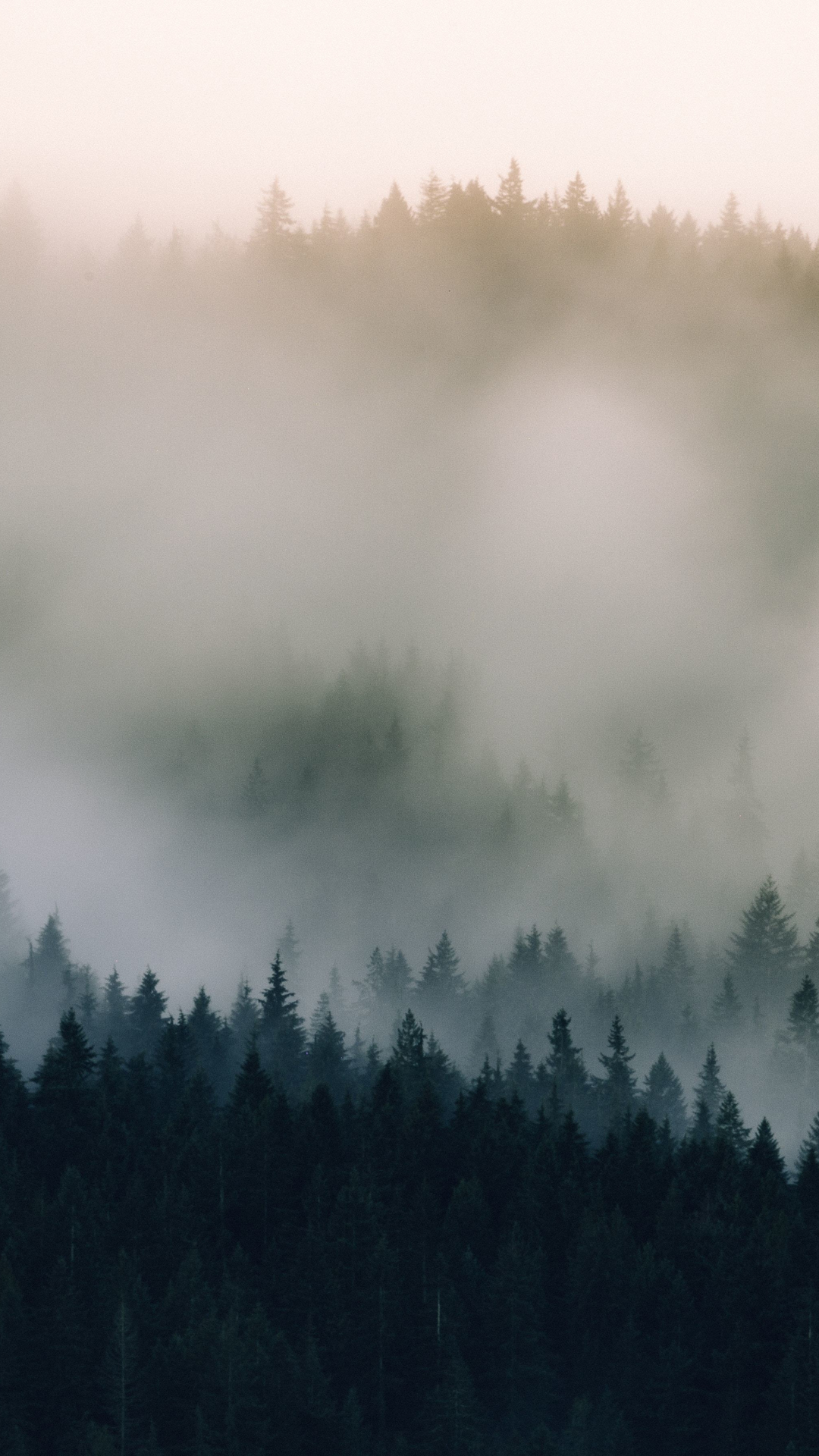 Download wallpaper 1080x1920 mist, fog, pine trees, nature, 1080p ...