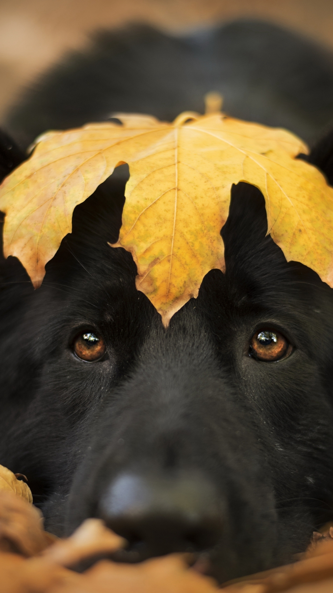 Dog and autumn, cute stare, close up, 1080x1920 wallpaper