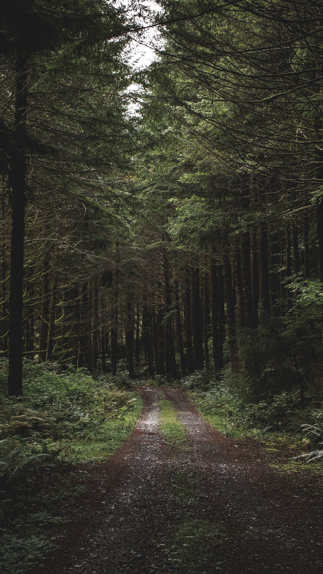 Dirt road, path, trees, forest, greenery, 1080x1920 wallpaper