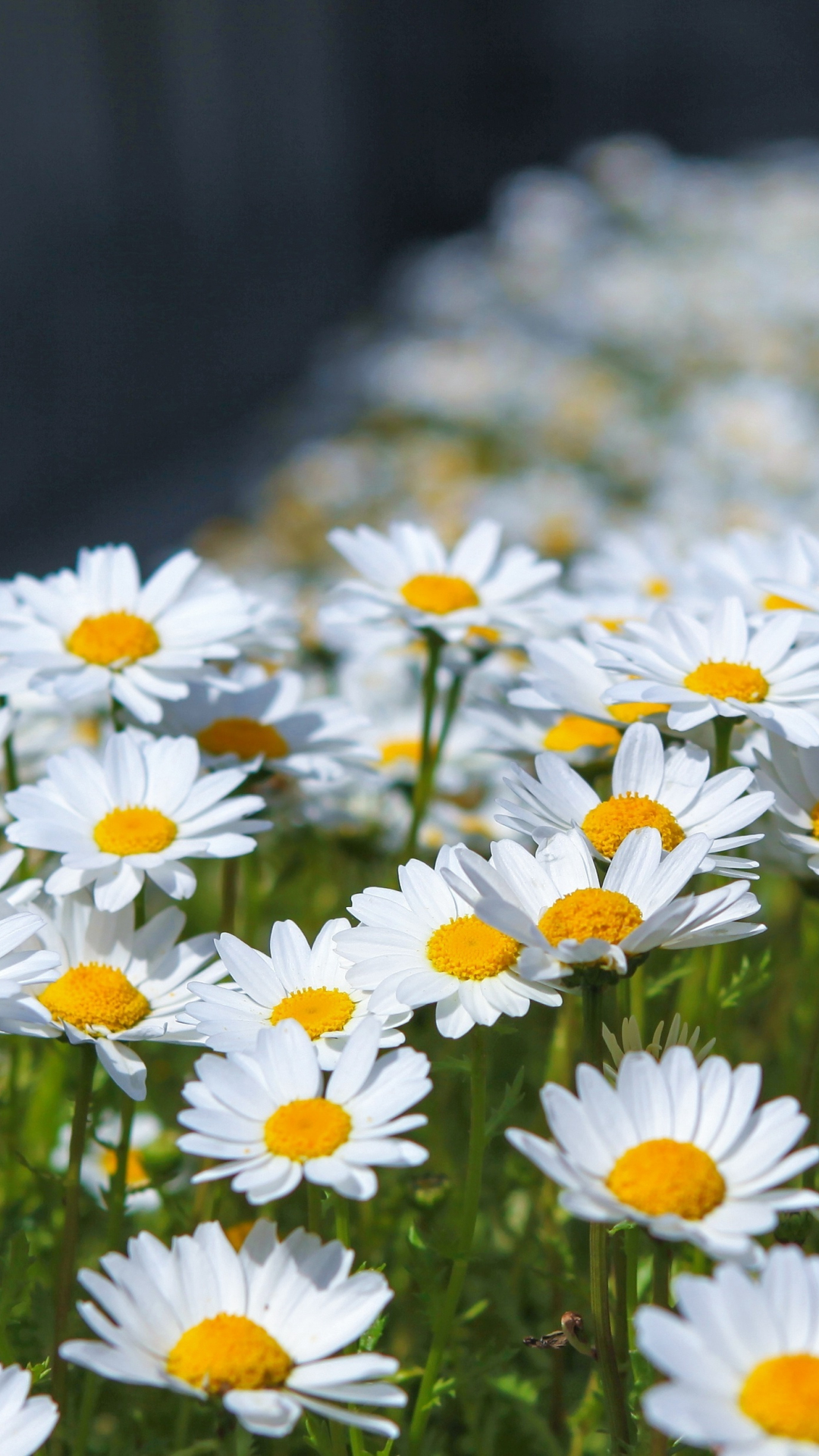 Meadow, spring, flowers, white daisy, 1080x1920 wallpaper