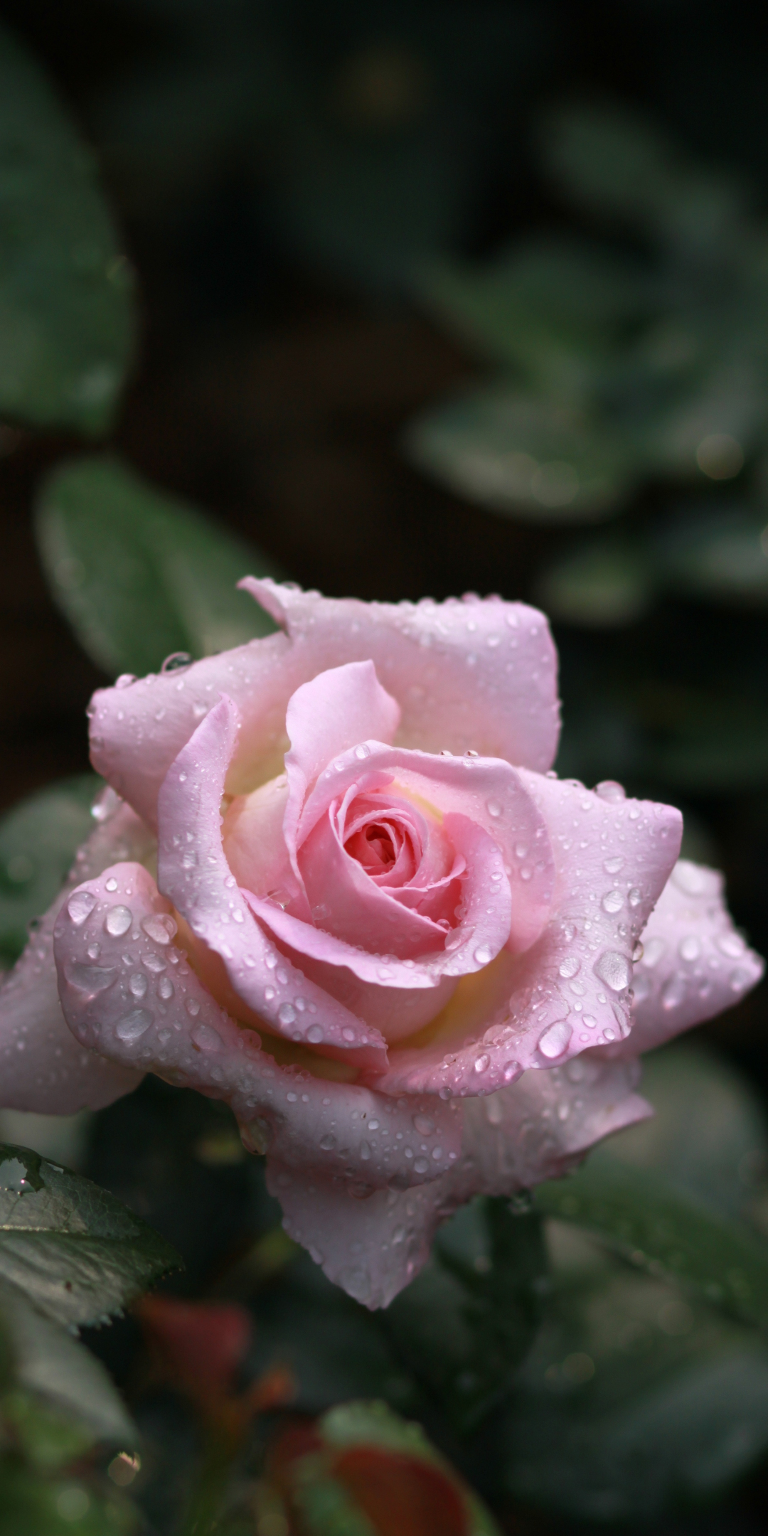 Drops, rose, flower, bloom, pink, 1080x2160 wallpaper