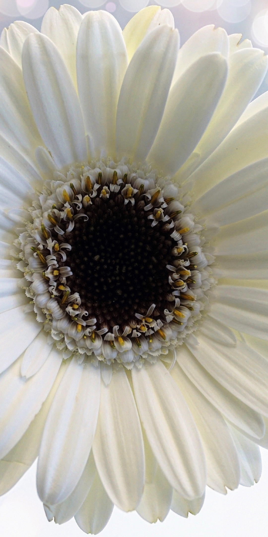 Flower, Gerbera, white flower, close up, 1080x2160 wallpaper