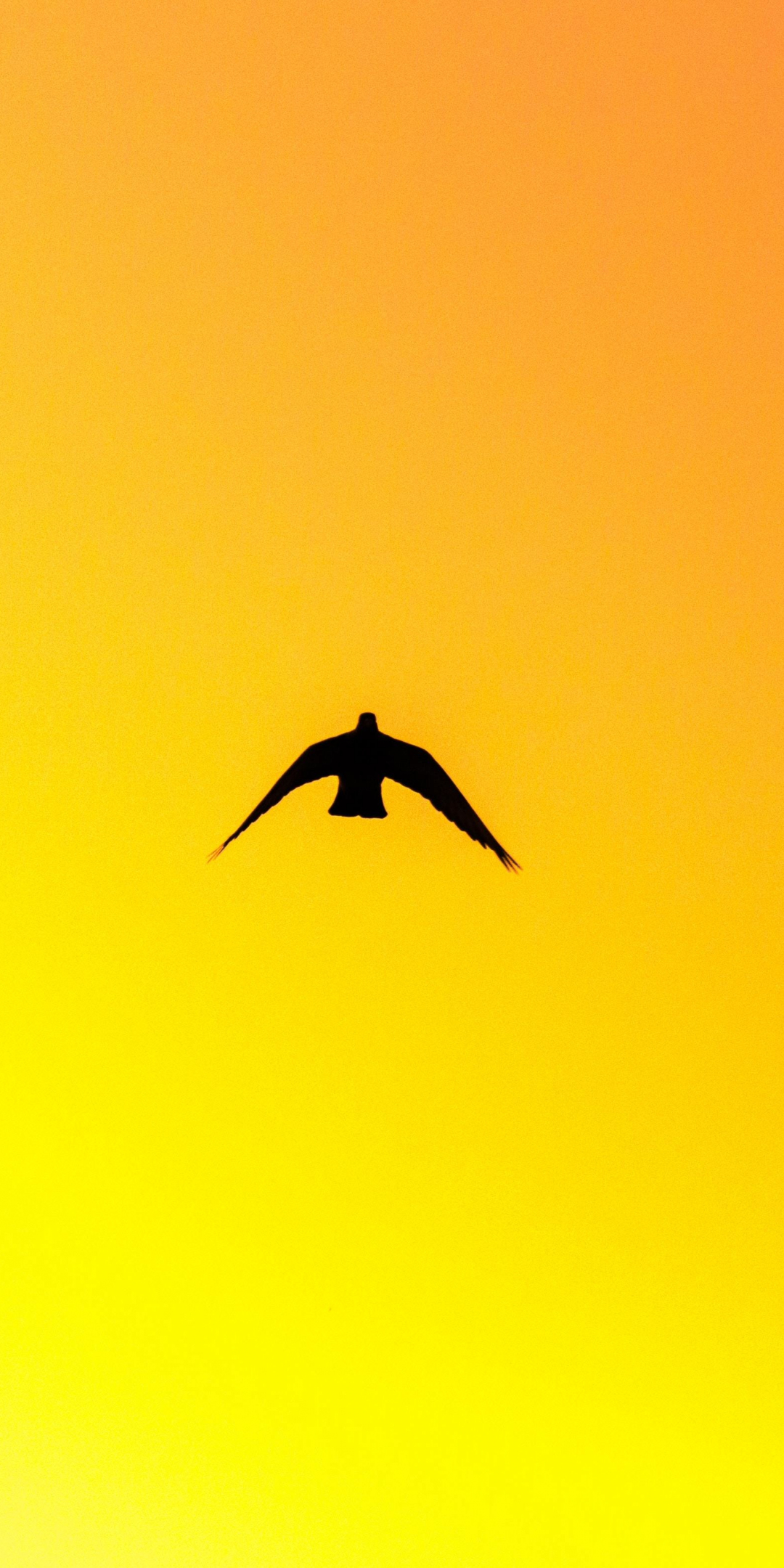 Birds, pair, sky, sunset, silhouette, 1080x2160 wallpaper