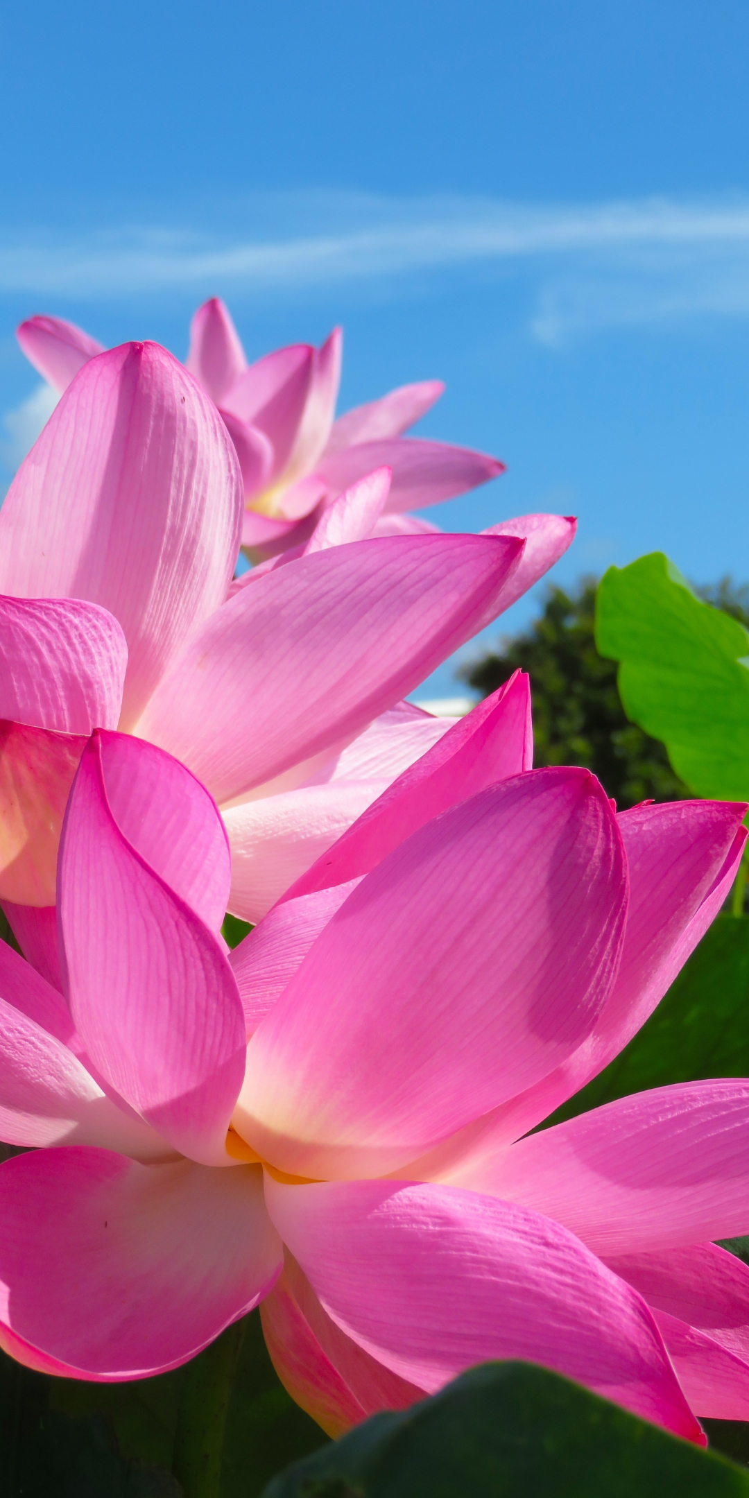 Lotus, pink petals, close up, 1080x2160 wallpaper