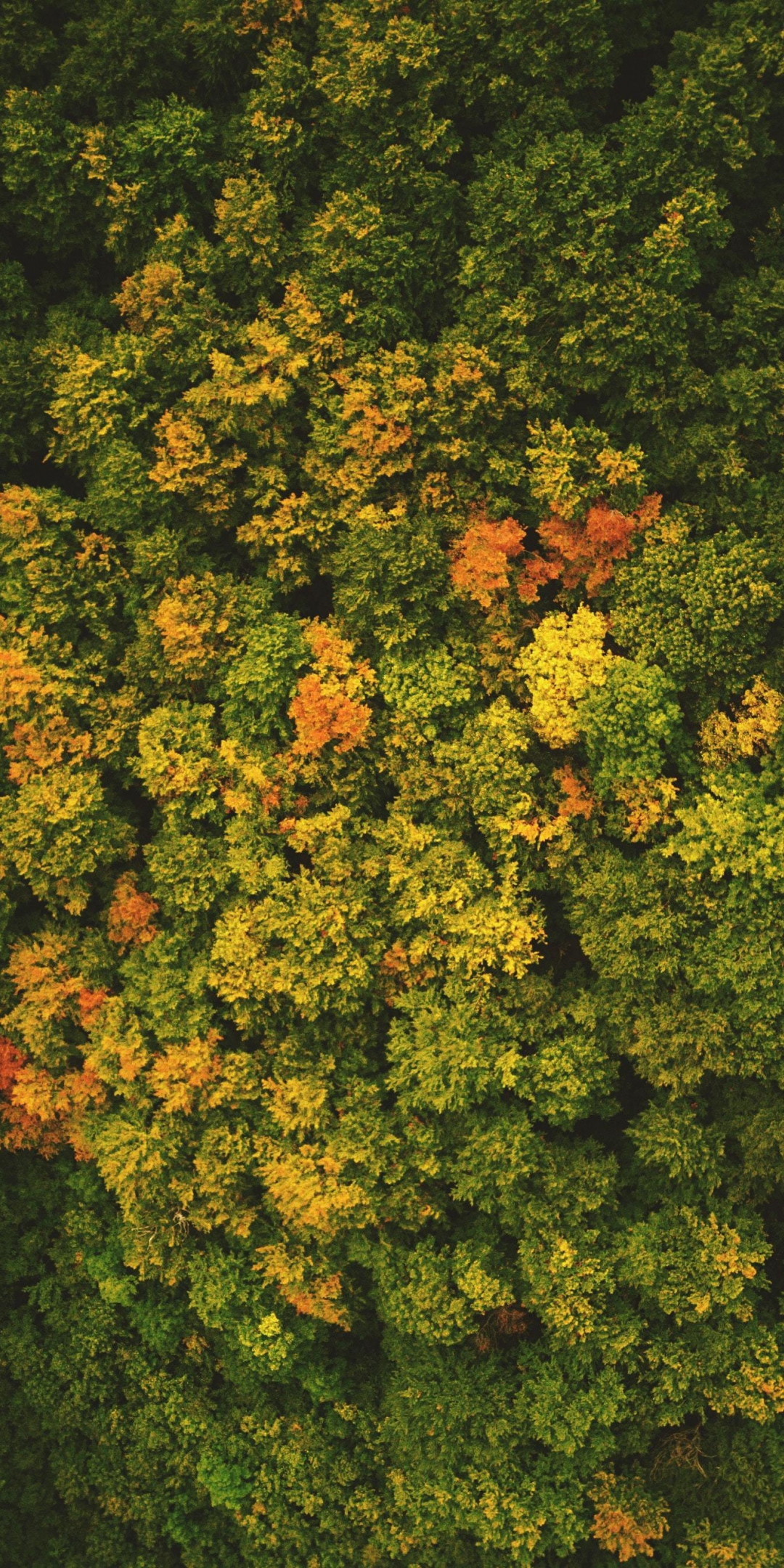 Green-bright trees, spring, 1080x2160 wallpaper