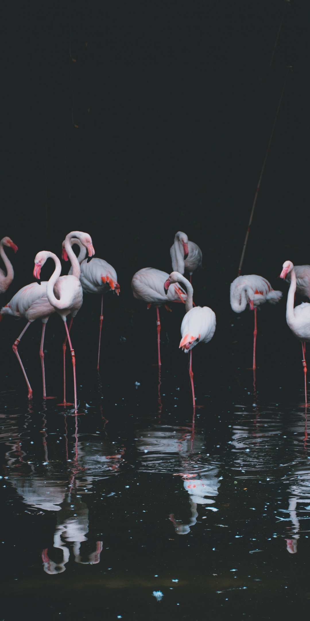 Flamingo, birds, reflections, pond, 1080x2160 wallpaper