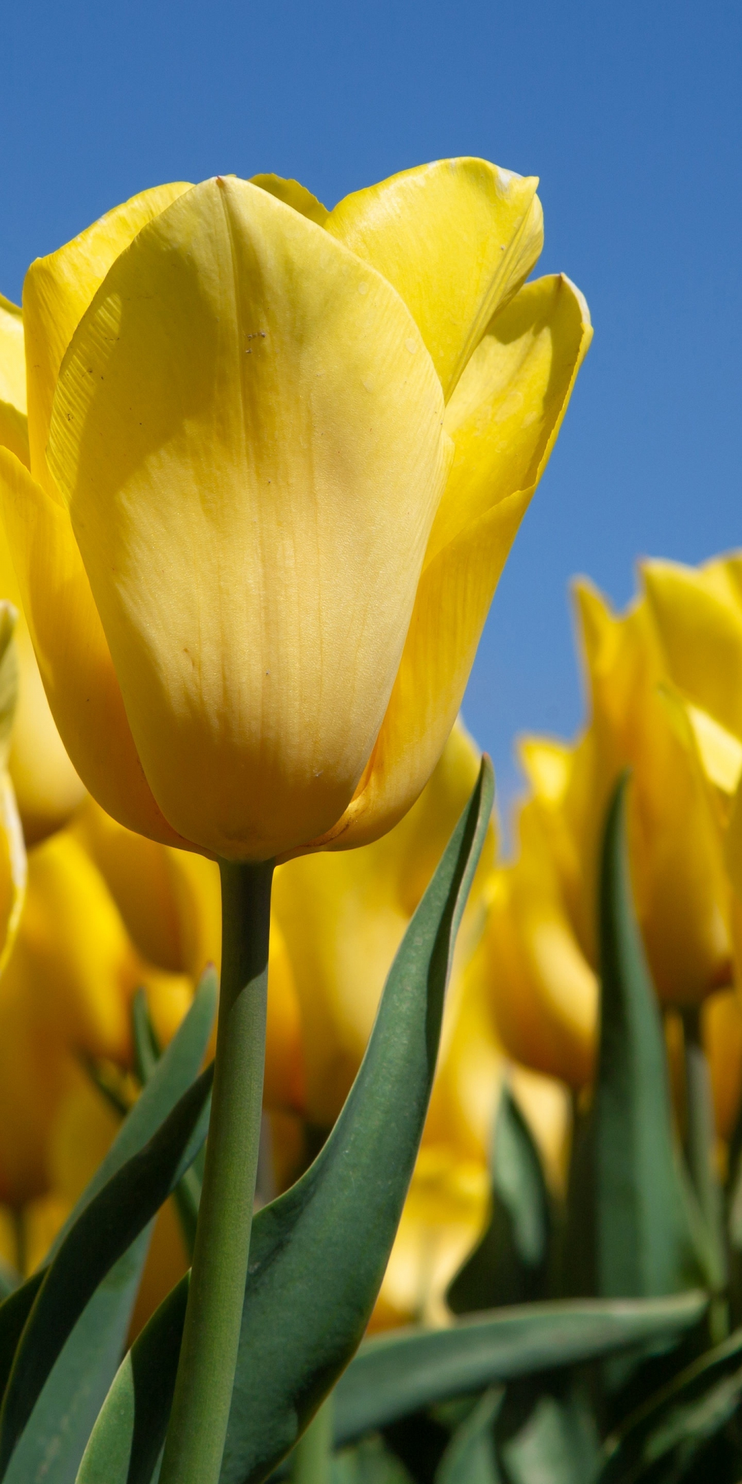 Yellow tulips, bloom, farm, 1080x2160 wallpaper